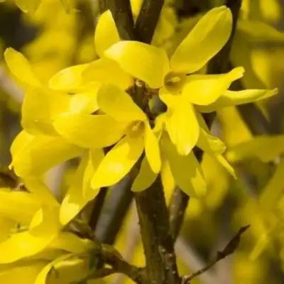 Форзиция ТАРАНДТ промежуточная в Жлобине