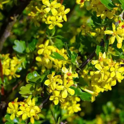 Смородина золотистая ВИШНЕВАЯ в Жлобине