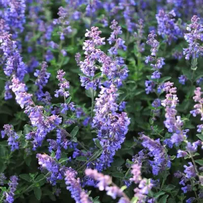 Котовник СИКС ХИЛЛС ГИАНТ в Жлобине