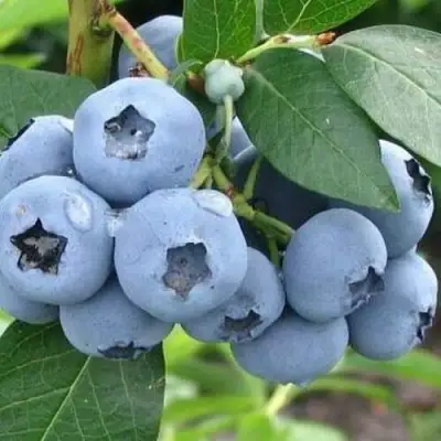 Голубика БЛЮЭТТА в Жлобине