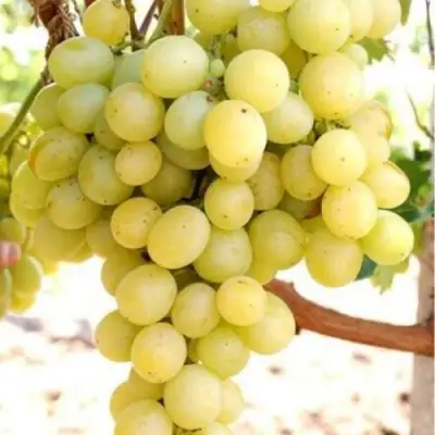 Виноград ТАЛИСМАН в Жлобине