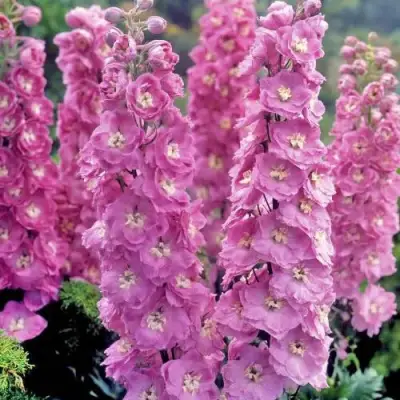 Дельфиниум ДЕЛЬФИС ПИНК ПАУЭ высокий в Жлобине