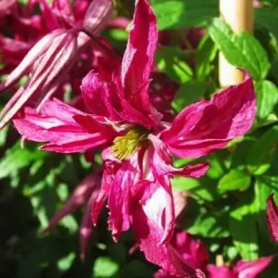 Клематис РОЗАЛИН в Жлобине