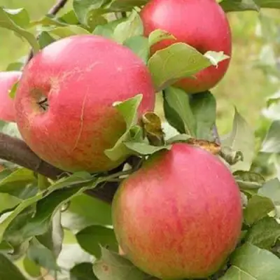 Яблоня АУКСИС в Жлобине