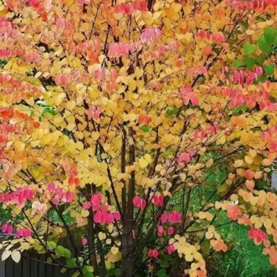 БАГРЯННИК японский в Жлобине