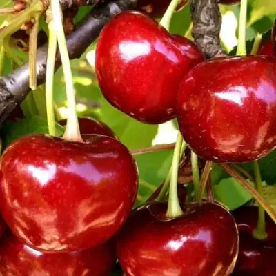 Черешня МИНЧАНКА в Жлобине