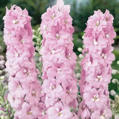 Дельфиниум ПЕТТИКОУТ гибридный в Жлобине