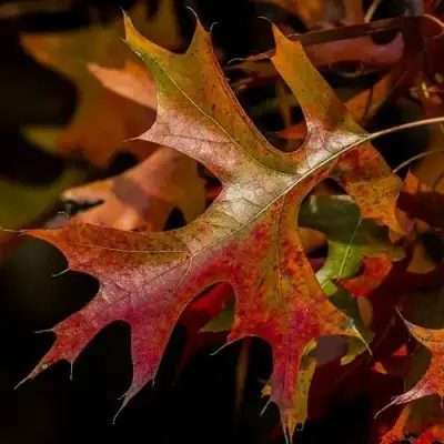 Дуб болотный в Жлобине