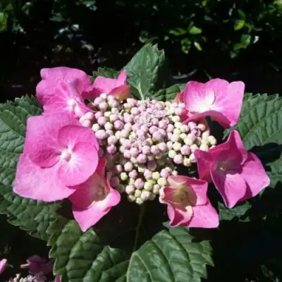 Гортензия БЛАУМАЙС (БЛАУМАЙЗЕ) крупнолистная в Жлобине