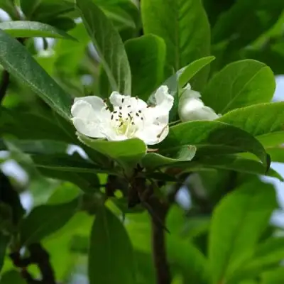 МУШМУЛА  в Жлобине