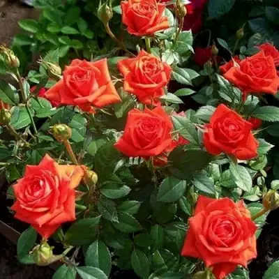 Роза ОРАНЖ ДЖЕВЕЛ миниатюрная в Жлобине