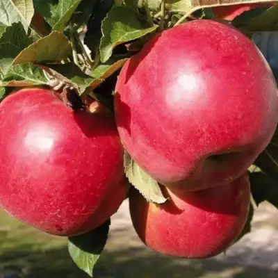 Яблоня РУБИН в Жлобине