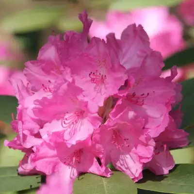 Рододендрон ЛУМИНА в Жлобине