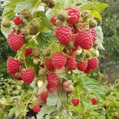 Малина ТАДМОР в Жлобине