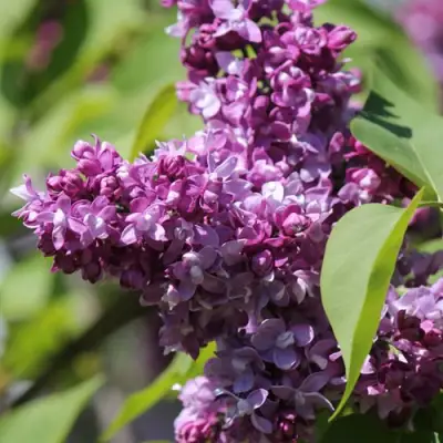 Сирень ИЗОБИЛИЕ в Жлобине