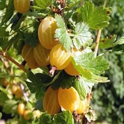 Крыжовник КУРШУ ДЗИНТАРС  в Жлобине