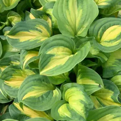 Хоста ЭМЕРАЛЬД ЧАРДЖЕР гибридная в Жлобине