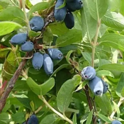 Жимолость съедобная НАРЫМСКАЯ в Жлобине