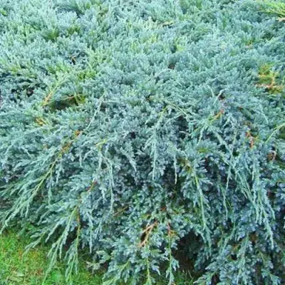 Можжевельник БЛЮ КАРПЕТ чешуйчатый в Жлобине