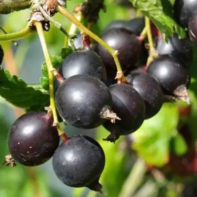 ЙОШТА в Жлобине