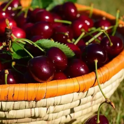 Вишня НЕСВИЖСКАЯ в Жлобине