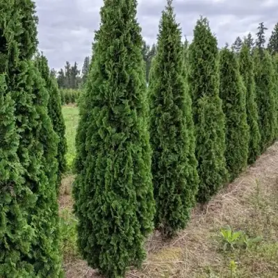 Туя ДЕГРУТ СПАЙР западная в Жлобине