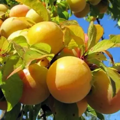 Слива МЕДОВАЯ ЖЁЛТАЯ в Жлобине