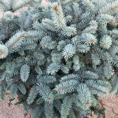 Ель ГЛАУКА колючая в Жлобине