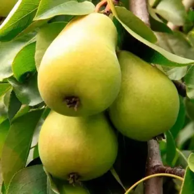 Груша НЕЖНОСТЬ колонновидная	 в Жлобине