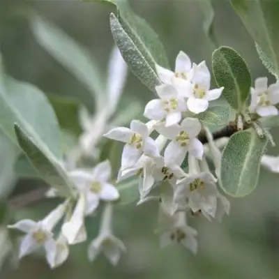 ЛОХ СЕРЕБРИСТЫЙ в Жлобине
