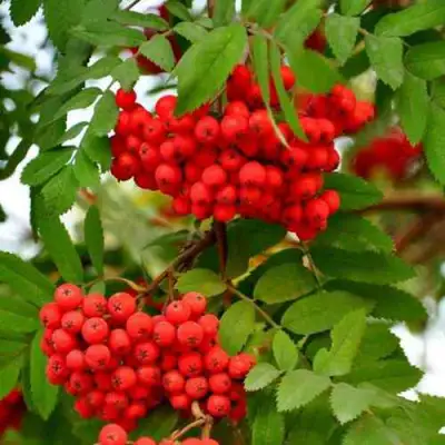 Рябина ОБЫКНОВЕННАЯ в Жлобине