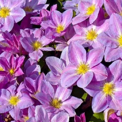 Клематис ЧЕЙНДЖ ОФ ХАРТ в Жлобине