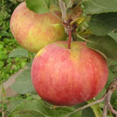 Яблоня ПЕРВОУРАЛЬСКОЕ в Жлобине