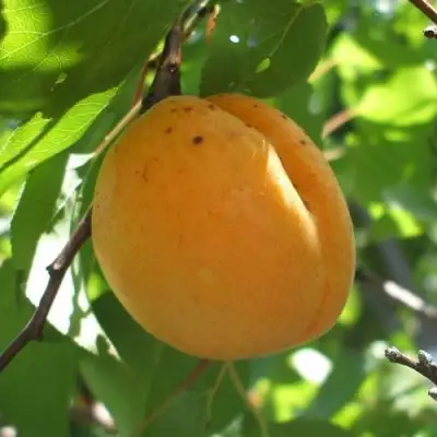 Абрикос ОРЛОВЧАНИН  в Жлобине