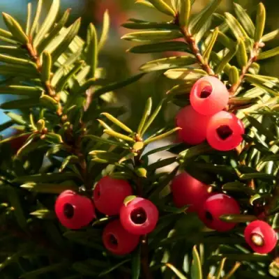 Тис ЭЛЕГАНТИССИМА ягодный в Жлобине