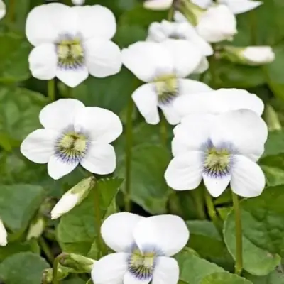 Фиалка АЛЬБИФЛОРА сестринская в Жлобине