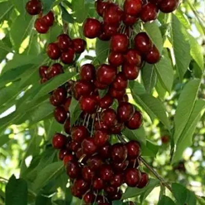 Черешня ХЕЛЕНА колоновидная в Жлобине