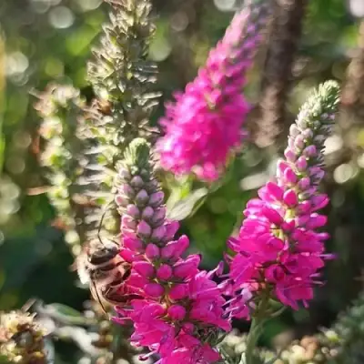 Вероника РОЗЕА колосковая в Жлобине