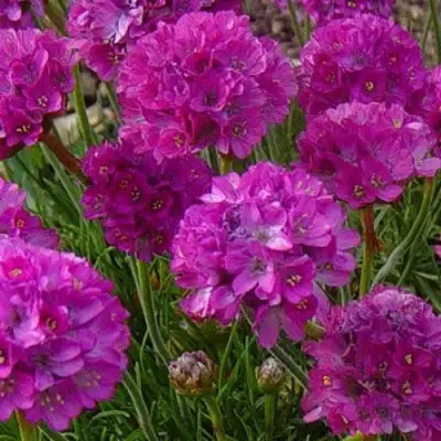 Армерия МОНИНГ СТАР ДИП РОУЗ в Жлобине