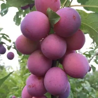 Слива ИМПЕРИАЛ колонновидная в Жлобине