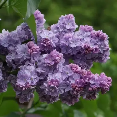 Сирень КАТЕРИНА ХАВЕМЕЙЕР в Жлобине