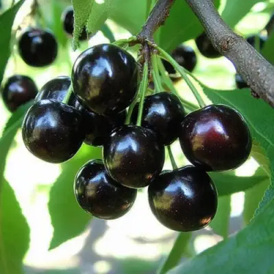 Вишня РОССОШАНСКАЯ ЧЕРНАЯ в Жлобине