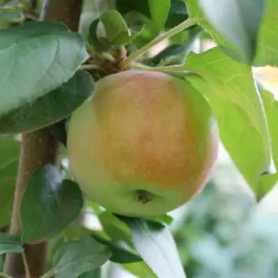 Яблоня ПОДСНЕЖНИК стелющаяся в Жлобине