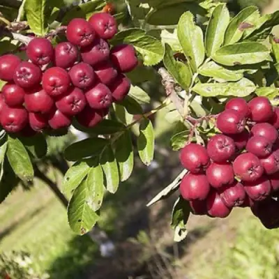 Рябина БУРКА сладкоплодная в Жлобине