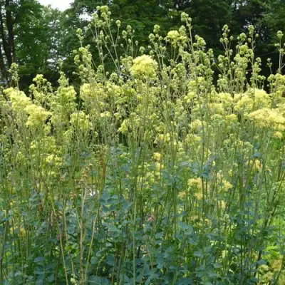 Василистник ГЛАУКУМ желтый в Жлобине