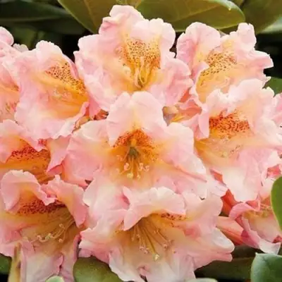 Рододендрон ФЛАУТАНДО в Жлобине