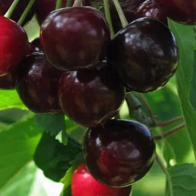 Черешня ВАЛЕРИЙ ЧКАЛОВ в Жлобине