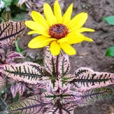 Гелиопсис САММЕР ПИНК в Жлобине