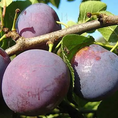 Слива СТАРТОВАЯ в Жлобине