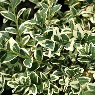 Бирючина ВАРИЕГАТУМ овальнолистная в Жлобине